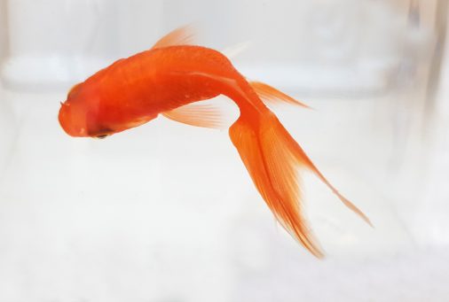 Pesci rossi in una boccia di vetro